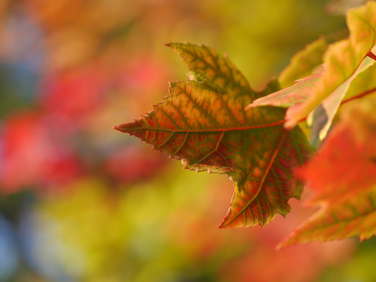 Herbstblatt